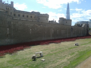 Tower Hill - growing poppies
